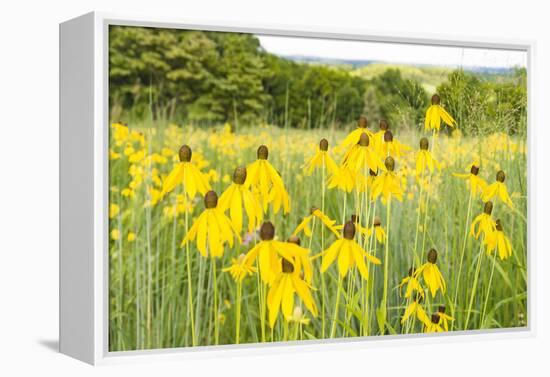 New Jersey. Upper Raritan River Basin, meadow of Black-eyed Susan's-Alison Jones-Framed Premier Image Canvas