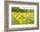 New Jersey. Upper Raritan River Basin, meadow of Black-eyed Susan's-Alison Jones-Framed Photographic Print