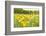 New Jersey. Upper Raritan River Basin, meadow of Black-eyed Susan's-Alison Jones-Framed Photographic Print