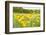 New Jersey. Upper Raritan River Basin, meadow of Black-eyed Susan's-Alison Jones-Framed Photographic Print