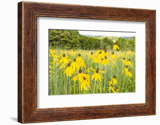 New Jersey. Upper Raritan River Basin, meadow of Black-eyed Susan's-Alison Jones-Framed Photographic Print