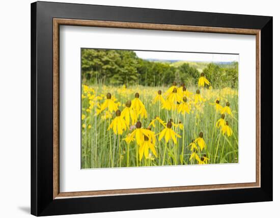 New Jersey. Upper Raritan River Basin, meadow of Black-eyed Susan's-Alison Jones-Framed Photographic Print