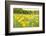 New Jersey. Upper Raritan River Basin, meadow of Black-eyed Susan's-Alison Jones-Framed Photographic Print