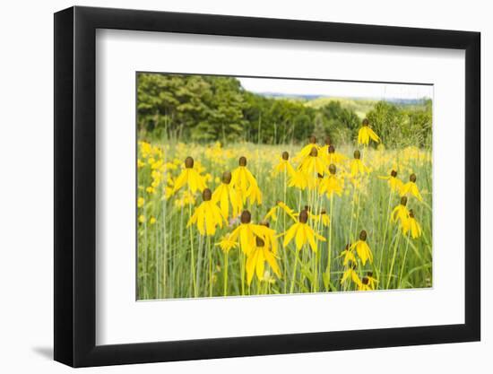 New Jersey. Upper Raritan River Basin, meadow of Black-eyed Susan's-Alison Jones-Framed Photographic Print