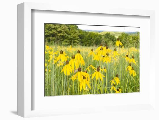 New Jersey. Upper Raritan River Basin, meadow of Black-eyed Susan's-Alison Jones-Framed Photographic Print