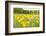 New Jersey. Upper Raritan River Basin, meadow of Black-eyed Susan's-Alison Jones-Framed Photographic Print