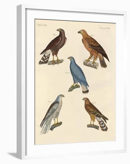 New known Birds of Prey-null-Framed Giclee Print