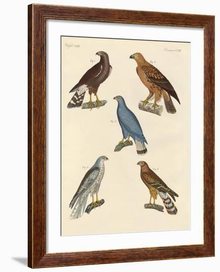 New known Birds of Prey-null-Framed Giclee Print