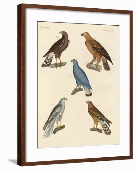 New known Birds of Prey-null-Framed Giclee Print