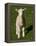 New Lamb, South Island, New Zealand-David Wall-Framed Premier Image Canvas