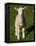 New Lamb, South Island, New Zealand-David Wall-Framed Premier Image Canvas