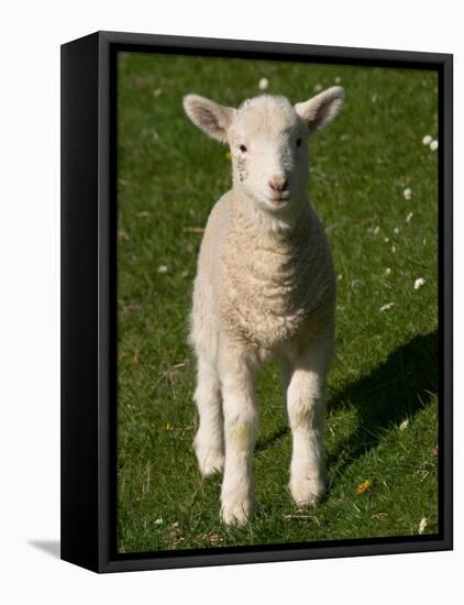 New Lamb, South Island, New Zealand-David Wall-Framed Premier Image Canvas