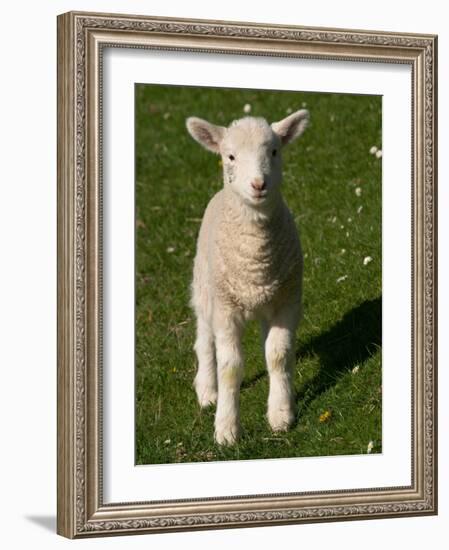 New Lamb, South Island, New Zealand-David Wall-Framed Photographic Print