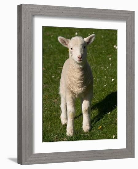 New Lamb, South Island, New Zealand-David Wall-Framed Photographic Print