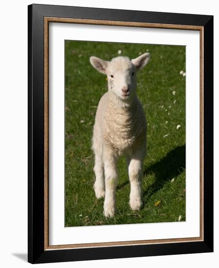 New Lamb, South Island, New Zealand-David Wall-Framed Photographic Print