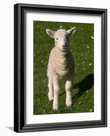 New Lamb, South Island, New Zealand-David Wall-Framed Photographic Print