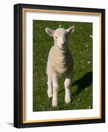 New Lamb, South Island, New Zealand-David Wall-Framed Photographic Print