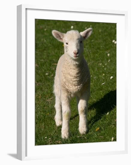 New Lamb, South Island, New Zealand-David Wall-Framed Photographic Print