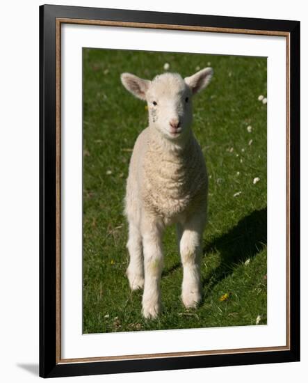 New Lamb, South Island, New Zealand-David Wall-Framed Photographic Print