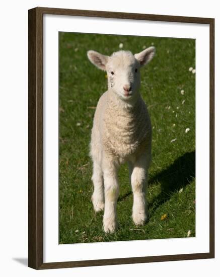 New Lamb, South Island, New Zealand-David Wall-Framed Photographic Print