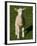 New Lamb, South Island, New Zealand-David Wall-Framed Photographic Print