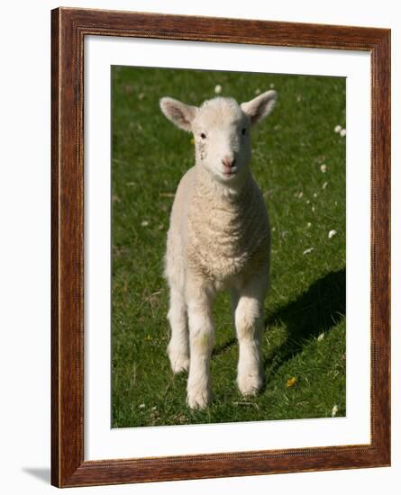 New Lamb, South Island, New Zealand-David Wall-Framed Photographic Print