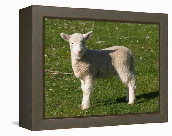 New Lamb, South Island, New Zealand-David Wall-Framed Premier Image Canvas