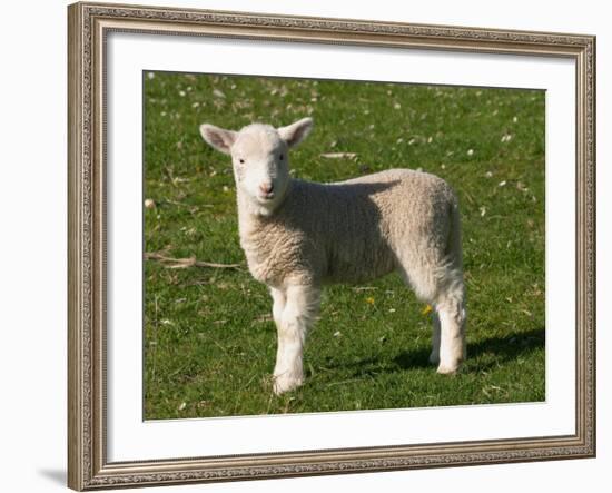 New Lamb, South Island, New Zealand-David Wall-Framed Photographic Print