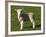 New Lamb, South Island, New Zealand-David Wall-Framed Photographic Print