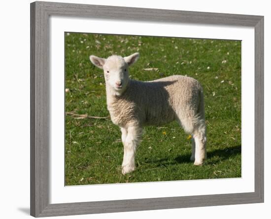 New Lamb, South Island, New Zealand-David Wall-Framed Photographic Print