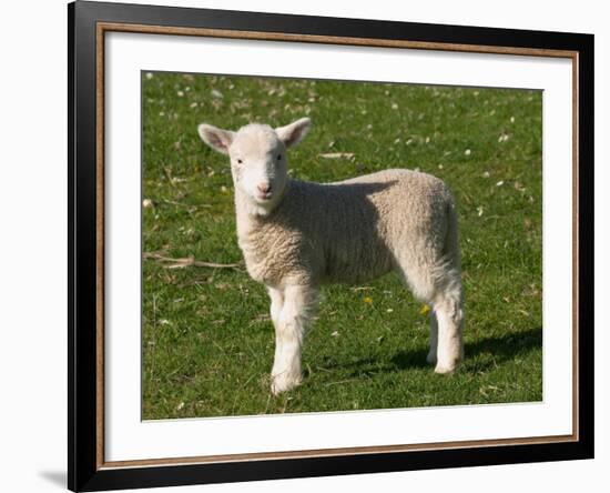 New Lamb, South Island, New Zealand-David Wall-Framed Photographic Print