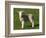 New Lamb, South Island, New Zealand-David Wall-Framed Photographic Print