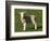 New Lamb, South Island, New Zealand-David Wall-Framed Photographic Print