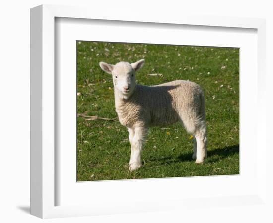 New Lamb, South Island, New Zealand-David Wall-Framed Photographic Print