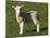 New Lamb, South Island, New Zealand-David Wall-Mounted Photographic Print