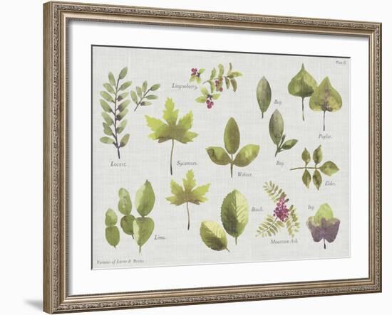 New Leaves II-Sandra Jacobs-Framed Giclee Print