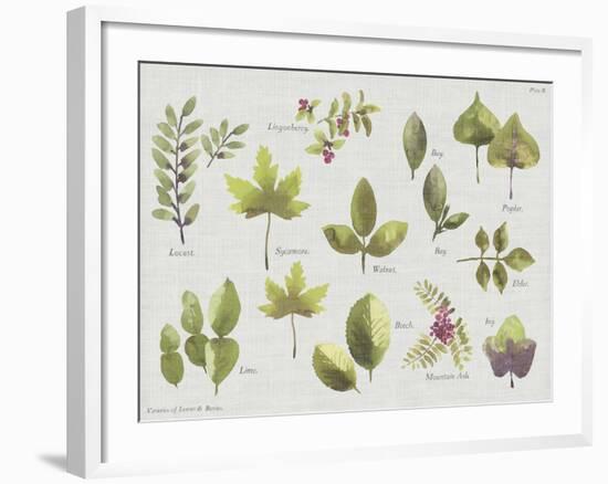 New Leaves II-Sandra Jacobs-Framed Giclee Print