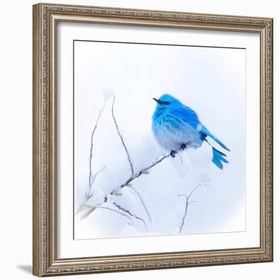 New Mexico. A portrait of a Mountain Bluebird on a branch in the snow.-Janet Muir-Framed Photographic Print