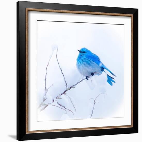 New Mexico. A portrait of a Mountain Bluebird on a branch in the snow.-Janet Muir-Framed Photographic Print