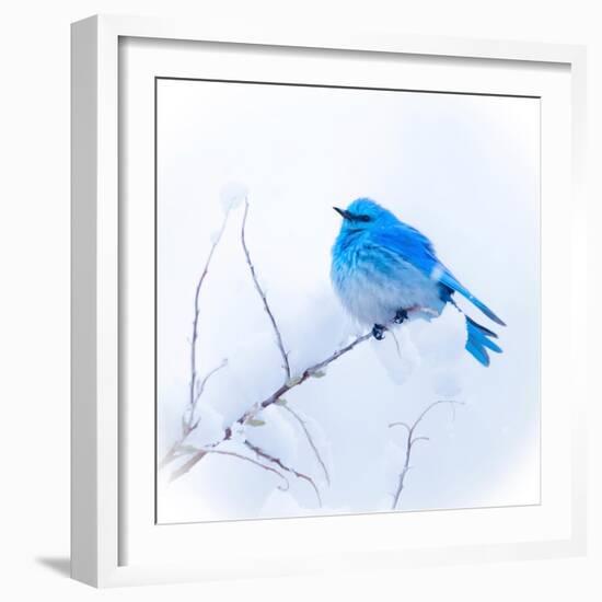 New Mexico. A portrait of a Mountain Bluebird on a branch in the snow.-Janet Muir-Framed Photographic Print