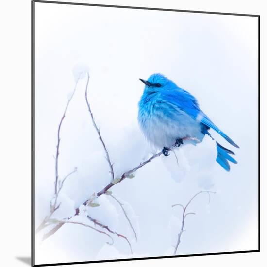 New Mexico. A portrait of a Mountain Bluebird on a branch in the snow.-Janet Muir-Mounted Photographic Print