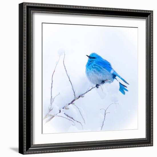 New Mexico. A portrait of a Mountain Bluebird on a branch in the snow.-Janet Muir-Framed Photographic Print