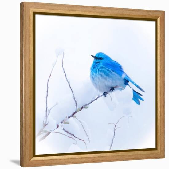 New Mexico. A portrait of a Mountain Bluebird on a branch in the snow.-Janet Muir-Framed Premier Image Canvas