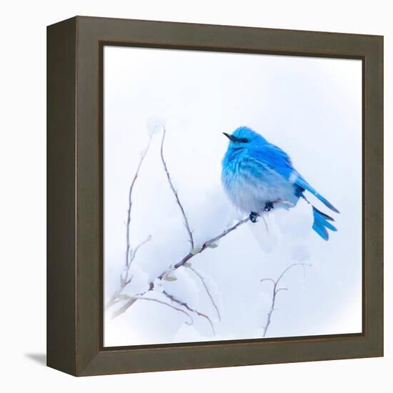 New Mexico. A portrait of a Mountain Bluebird on a branch in the snow.-Janet Muir-Framed Premier Image Canvas