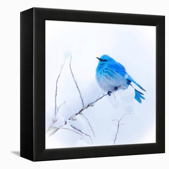 New Mexico. A portrait of a Mountain Bluebird on a branch in the snow.-Janet Muir-Framed Premier Image Canvas