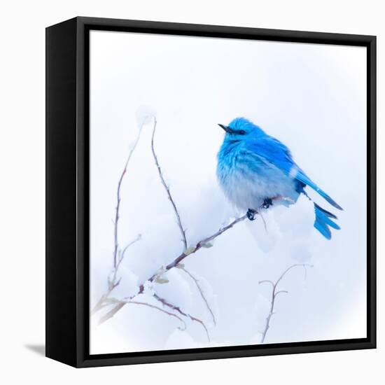 New Mexico. A portrait of a Mountain Bluebird on a branch in the snow.-Janet Muir-Framed Premier Image Canvas