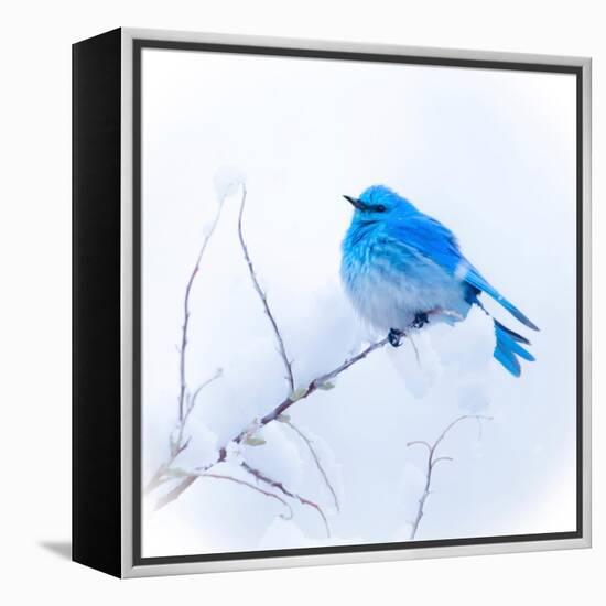 New Mexico. A portrait of a Mountain Bluebird on a branch in the snow.-Janet Muir-Framed Premier Image Canvas