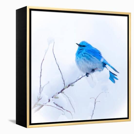 New Mexico. A portrait of a Mountain Bluebird on a branch in the snow.-Janet Muir-Framed Premier Image Canvas