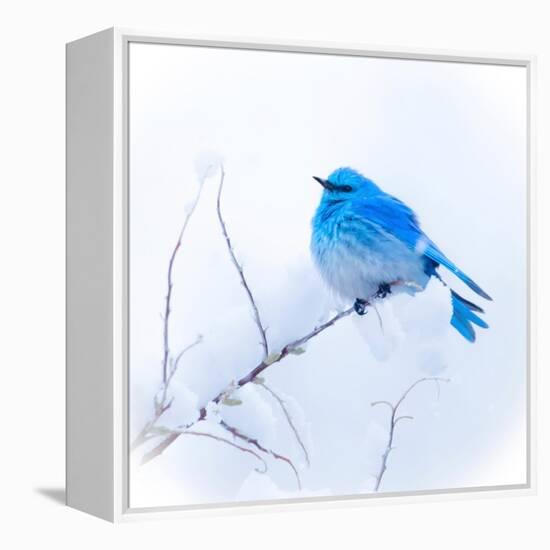 New Mexico. A portrait of a Mountain Bluebird on a branch in the snow.-Janet Muir-Framed Premier Image Canvas