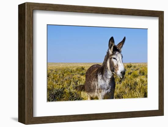 New Mexico, Bisti/De-Na-Zin Wilderness, Donkey-Bernard Friel-Framed Photographic Print